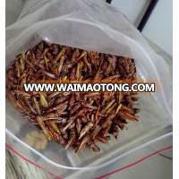 Excellent Quality Koi Fish Food Dried Grasshopper / Locusts